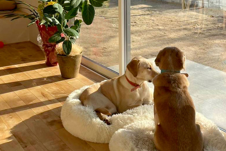 日向ぼっこわんこ